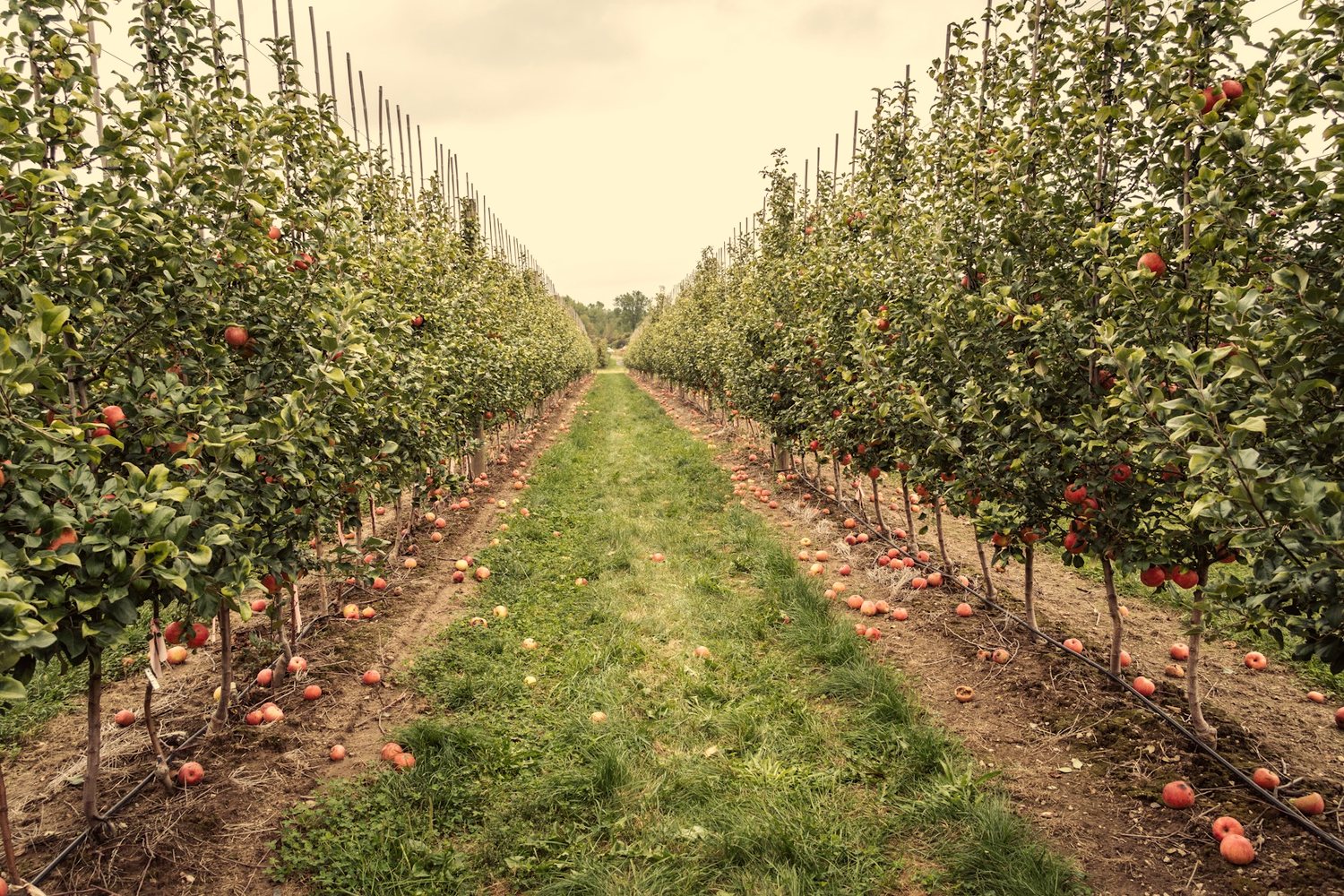 Gold Dog Farms — organic regenerative orchard and pasture