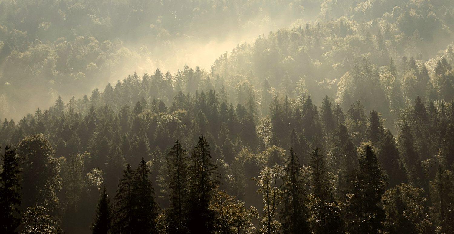 Misty Michigan woods in autumn
